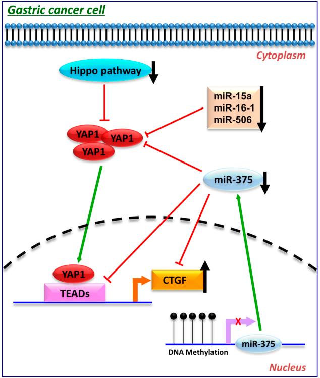 https://cdn.ncbi.nlm.nih.gov/pmc/blobs/e6c7/5833783/07efcefd8128/41419_2017_134_Fig7_HTML.jpg
