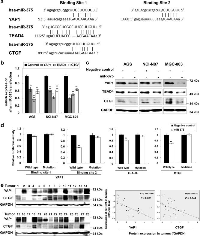 https://cdn.ncbi.nlm.nih.gov/pmc/blobs/e6c7/5833783/0b9bbd06d9ac/41419_2017_134_Fig2_HTML.jpg