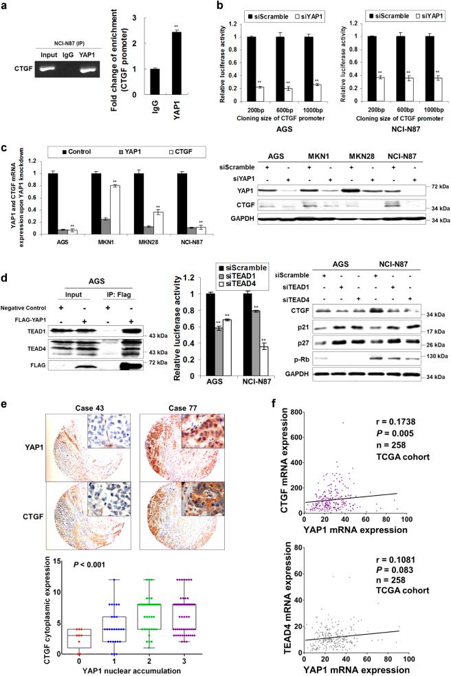 https://cdn.ncbi.nlm.nih.gov/pmc/blobs/e6c7/5833783/32c26b74d6ab/41419_2017_134_Fig5_HTML.jpg