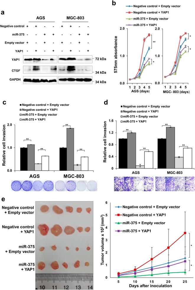 https://cdn.ncbi.nlm.nih.gov/pmc/blobs/e6c7/5833783/f58a42fc76f2/41419_2017_134_Fig4_HTML.jpg