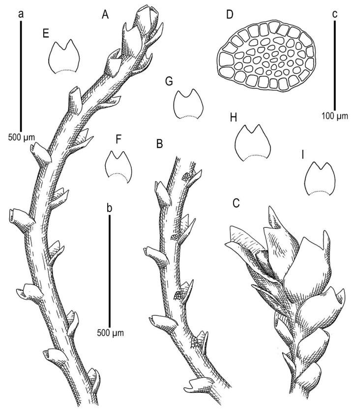 https://cdn.ncbi.nlm.nih.gov/pmc/blobs/e6cb/9230718/24d8dfcf248a/plants-11-01596-g007.jpg
