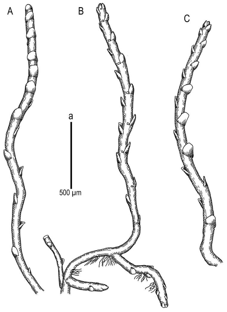 https://cdn.ncbi.nlm.nih.gov/pmc/blobs/e6cb/9230718/332b8975a0b3/plants-11-01596-g005.jpg