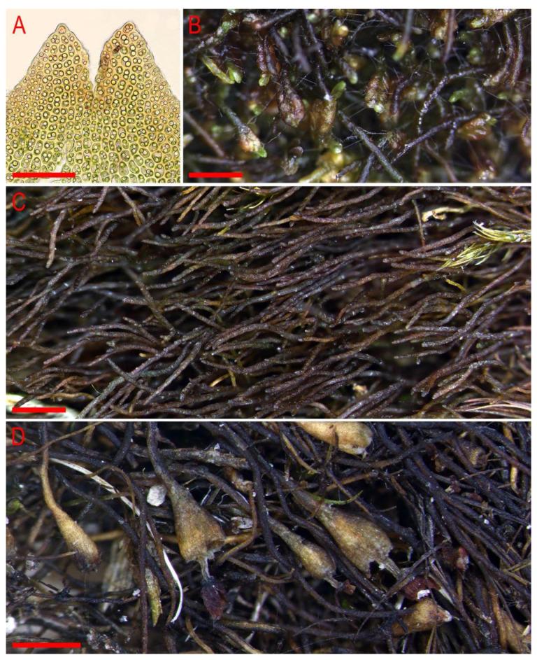 https://cdn.ncbi.nlm.nih.gov/pmc/blobs/e6cb/9230718/5a241d44b71f/plants-11-01596-g010.jpg