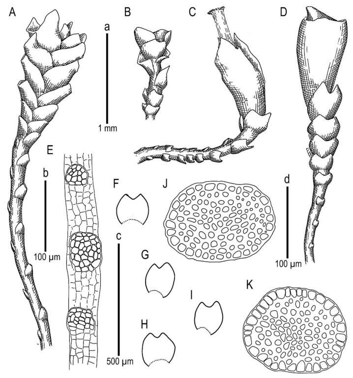 https://cdn.ncbi.nlm.nih.gov/pmc/blobs/e6cb/9230718/f87408795756/plants-11-01596-g009.jpg