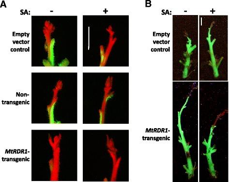 https://cdn.ncbi.nlm.nih.gov/pmc/blobs/e6cc/4710973/462b8b1164a1/12870_2016_705_Fig2_HTML.jpg
