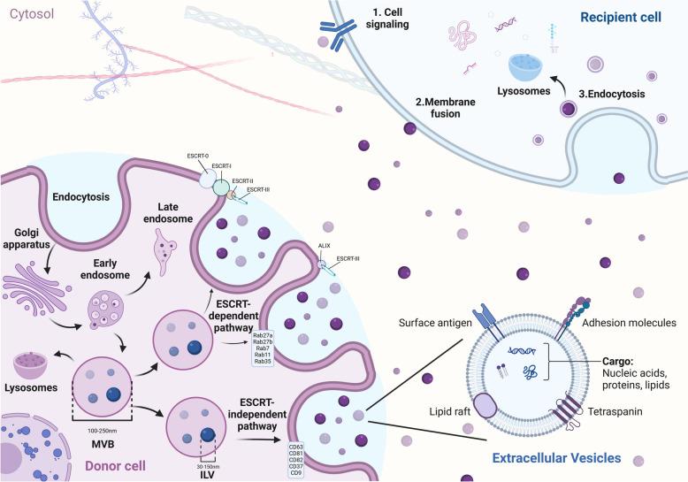 https://cdn.ncbi.nlm.nih.gov/pmc/blobs/e6ce/11829561/0b018399ece5/12943_2025_2233_Fig1_HTML.jpg