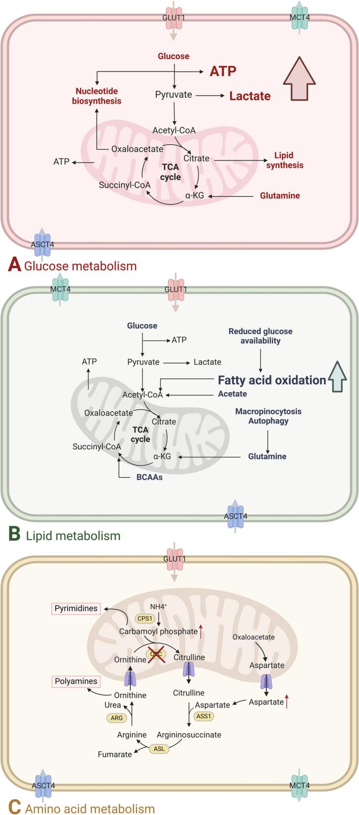 https://cdn.ncbi.nlm.nih.gov/pmc/blobs/e6ce/11829561/1c8cf4bdc926/12943_2025_2233_Fig4_HTML.jpg