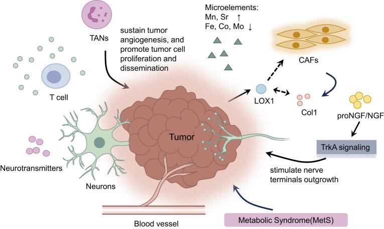 https://cdn.ncbi.nlm.nih.gov/pmc/blobs/e6d1/11347646/08b545baa468/41420_2024_2157_Fig5_HTML.jpg