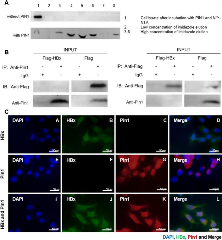 https://cdn.ncbi.nlm.nih.gov/pmc/blobs/e6d4/8266847/816766792704/41598_2021_93584_Fig3_HTML.jpg