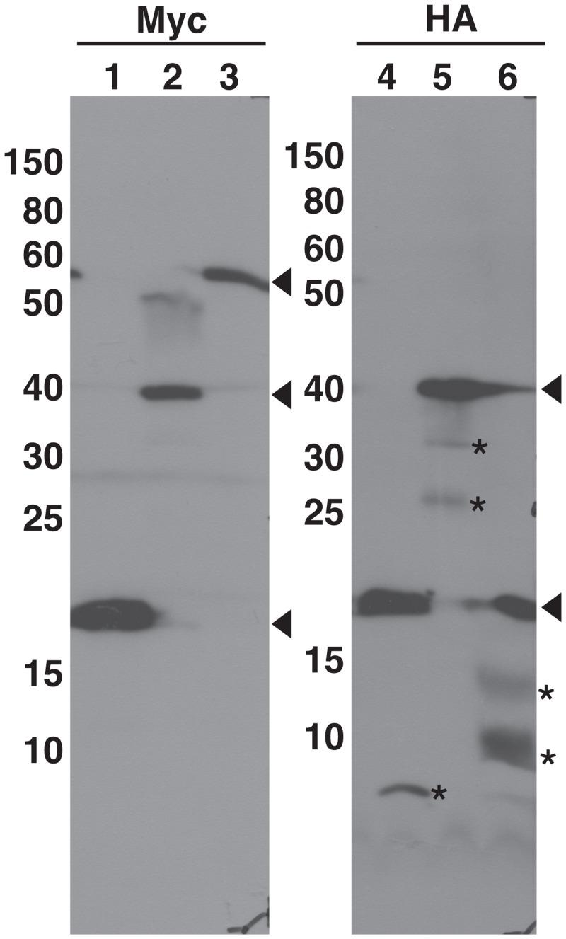 https://cdn.ncbi.nlm.nih.gov/pmc/blobs/e6d6/4973907/588606f9314f/pone.0160717.g003.jpg
