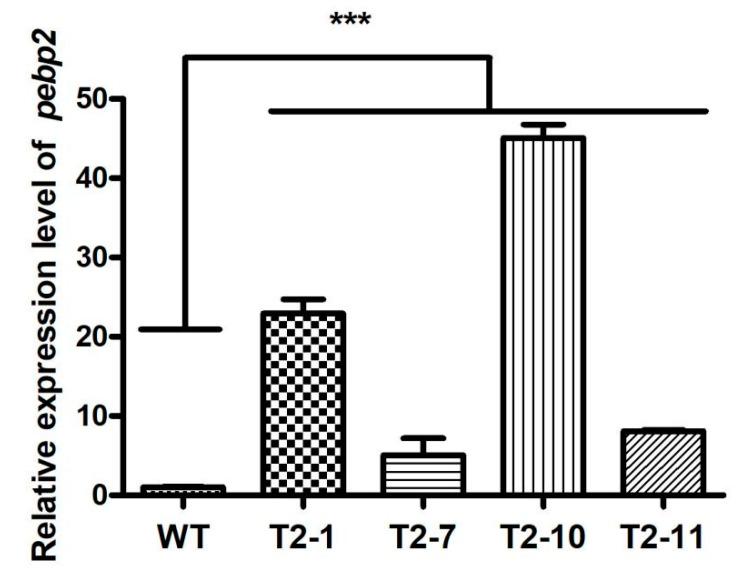 https://cdn.ncbi.nlm.nih.gov/pmc/blobs/e6d7/10302294/e680ae6ccc06/jof-09-00657-g005.jpg