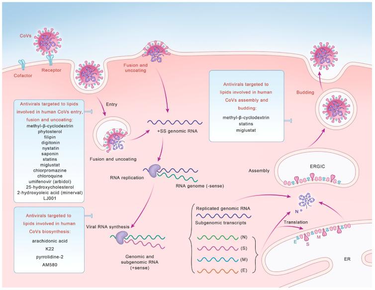 https://cdn.ncbi.nlm.nih.gov/pmc/blobs/e6d7/10820681/c8989a7e8d89/microorganisms-12-00063-g002.jpg