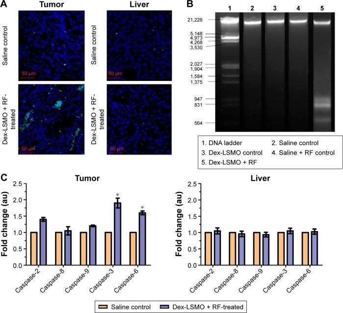 https://cdn.ncbi.nlm.nih.gov/pmc/blobs/e6d8/4854252/4325eaef5e54/ijn-11-1779Fig7.jpg