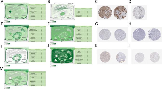 https://cdn.ncbi.nlm.nih.gov/pmc/blobs/e6e0/11055831/478f49d098f0/12672_2024_988_Fig10_HTML.jpg