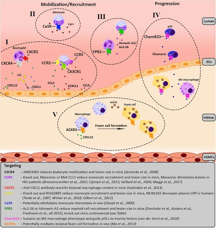 https://cdn.ncbi.nlm.nih.gov/pmc/blobs/e6e1/6540917/d535830968dd/fphar-10-00531-g001.jpg
