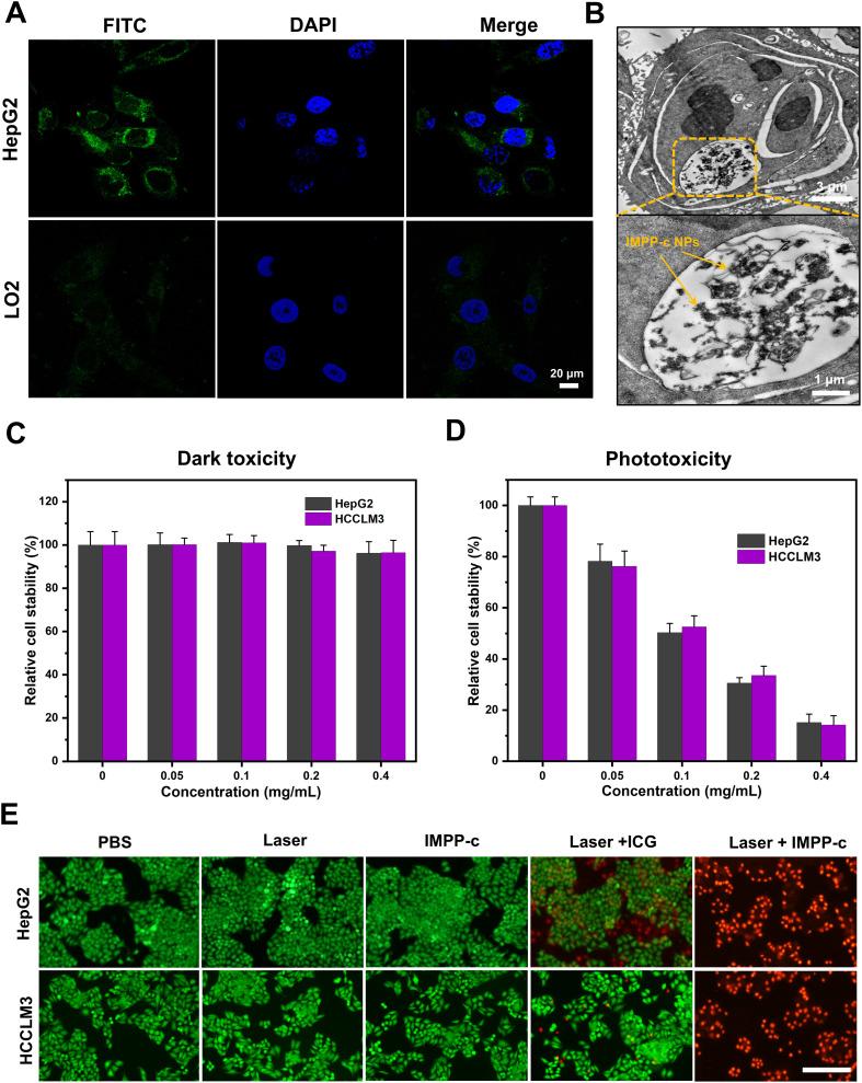 https://cdn.ncbi.nlm.nih.gov/pmc/blobs/e6e8/12187729/f7f7c03ea4ab/fimmu-16-1605048-g004.jpg