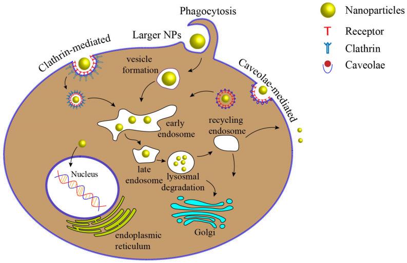 https://cdn.ncbi.nlm.nih.gov/pmc/blobs/e6e9/8431109/251a2b987e1a/ijms-22-09587-g002.jpg
