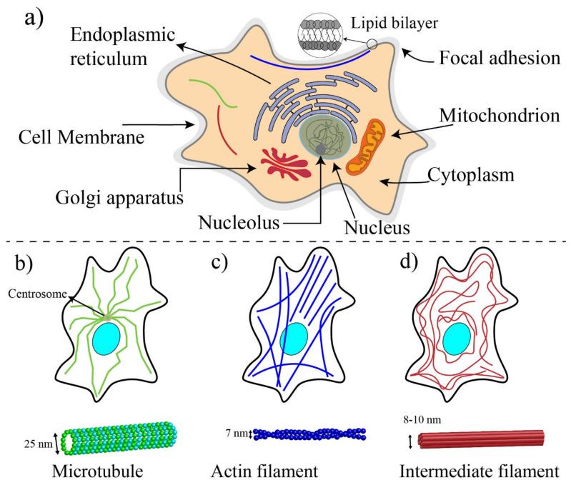 https://cdn.ncbi.nlm.nih.gov/pmc/blobs/e6e9/8431109/772dabad1fb7/ijms-22-09587-g003.jpg