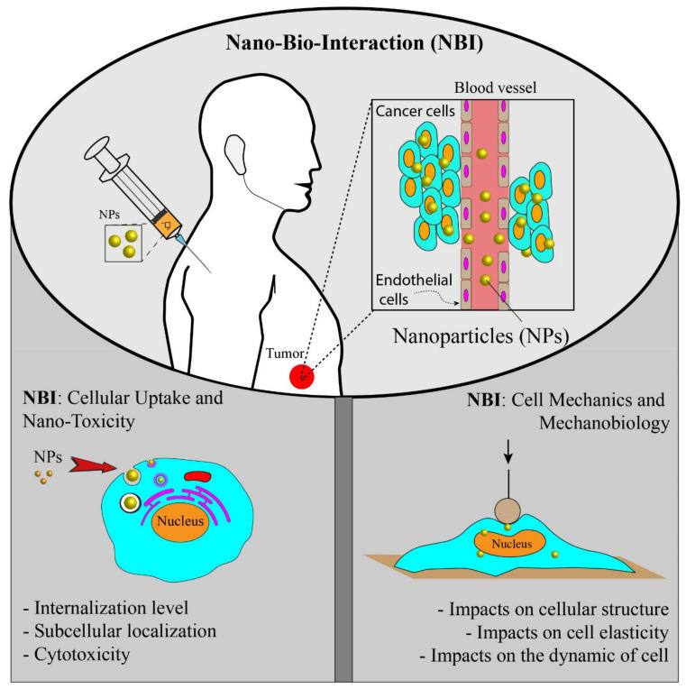 https://cdn.ncbi.nlm.nih.gov/pmc/blobs/e6e9/8431109/caaf219688ef/ijms-22-09587-g001.jpg