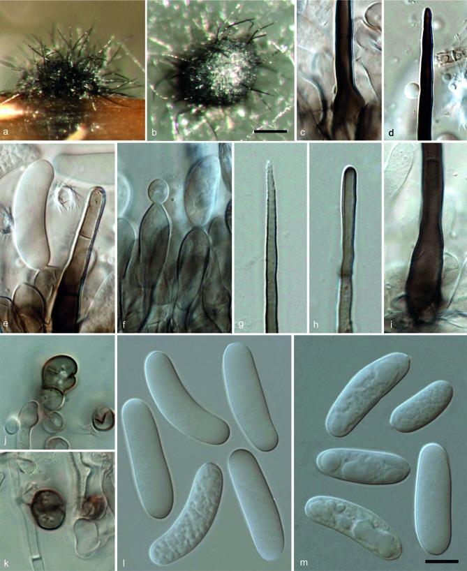 https://cdn.ncbi.nlm.nih.gov/pmc/blobs/e6ea/4312939/7adc18440be2/per-33-083-g006.jpg