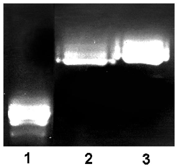 https://cdn.ncbi.nlm.nih.gov/pmc/blobs/e6eb/3242763/164a7142961c/pone.0029011.g003.jpg