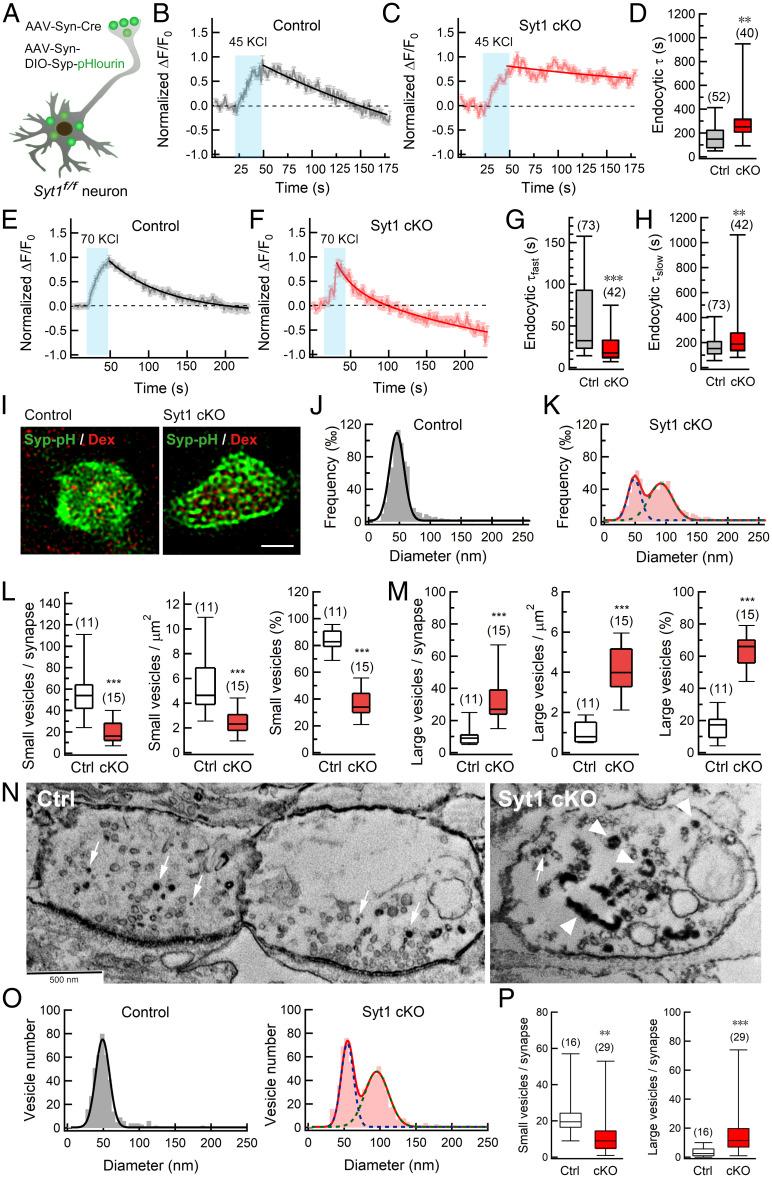https://cdn.ncbi.nlm.nih.gov/pmc/blobs/e6ec/9171800/45e3527cea86/pnas.2111051119fig03.jpg