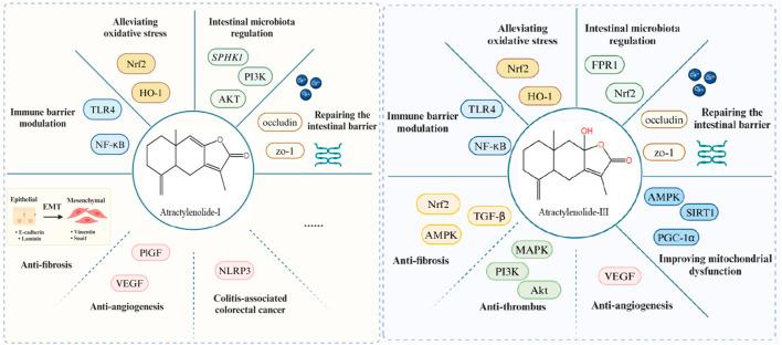 https://cdn.ncbi.nlm.nih.gov/pmc/blobs/e6ef/11163078/a6a3e197c515/fphar-15-1398294-g005.jpg
