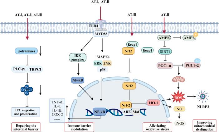 https://cdn.ncbi.nlm.nih.gov/pmc/blobs/e6ef/11163078/faa93f64f8ab/fphar-15-1398294-g003.jpg