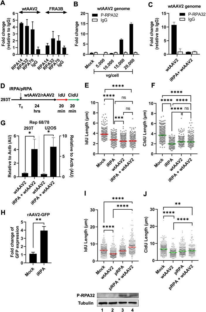 https://cdn.ncbi.nlm.nih.gov/pmc/blobs/e6f4/12373274/6957b5d13747/ppat.1013142.g004.jpg