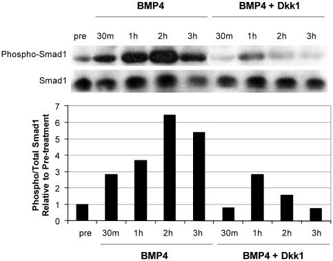 https://cdn.ncbi.nlm.nih.gov/pmc/blobs/e6f7/2886114/920fd66f67aa/pone.0011134.g004.jpg