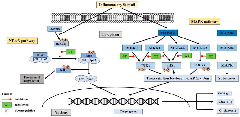 https://cdn.ncbi.nlm.nih.gov/pmc/blobs/e6fc/12348009/80b719c3aa49/ijms-26-07280-g003.jpg