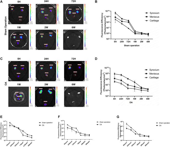 https://cdn.ncbi.nlm.nih.gov/pmc/blobs/e6fd/12209229/f6cfd29a42fd/fbioe-13-1555983-g004.jpg