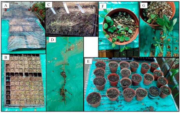 https://cdn.ncbi.nlm.nih.gov/pmc/blobs/e6fe/7760150/da06b582507c/plants-09-01657-g0A3.jpg