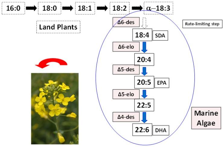 https://cdn.ncbi.nlm.nih.gov/pmc/blobs/e700/4042577/64298929e0bb/nutrients-06-02035-g002.jpg