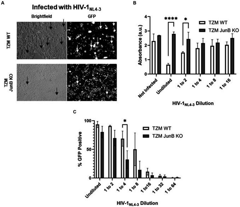 https://cdn.ncbi.nlm.nih.gov/pmc/blobs/e701/11149427/63b2524295e2/fmicb-15-1342444-g002.jpg
