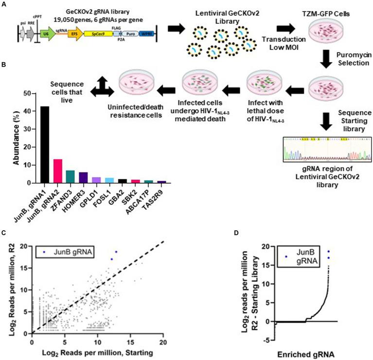 https://cdn.ncbi.nlm.nih.gov/pmc/blobs/e701/11149427/d2e62a064130/fmicb-15-1342444-g001.jpg