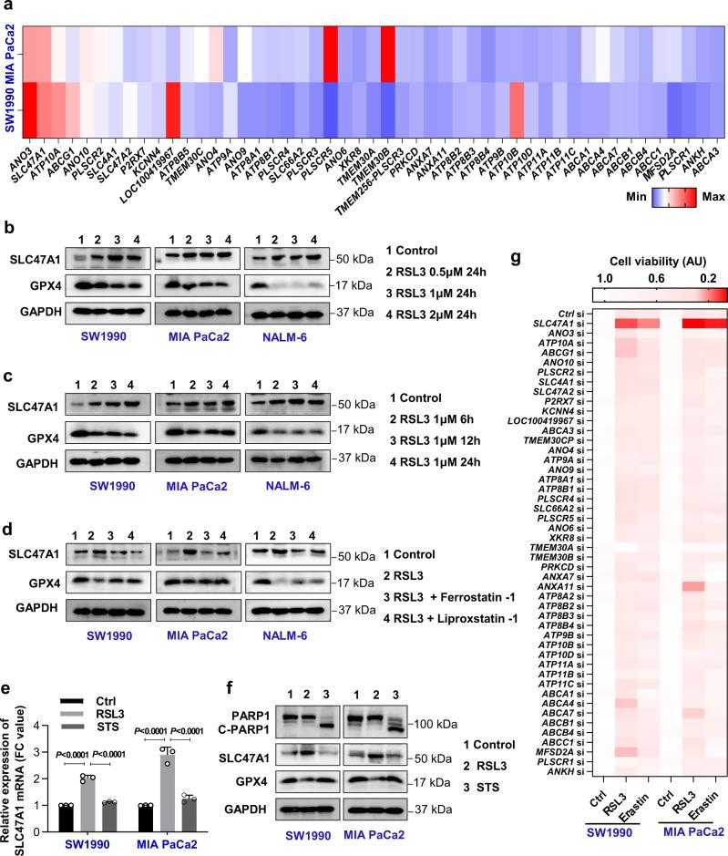 https://cdn.ncbi.nlm.nih.gov/pmc/blobs/e701/9794750/335b80731767/41467_2022_35707_Fig1_HTML.jpg