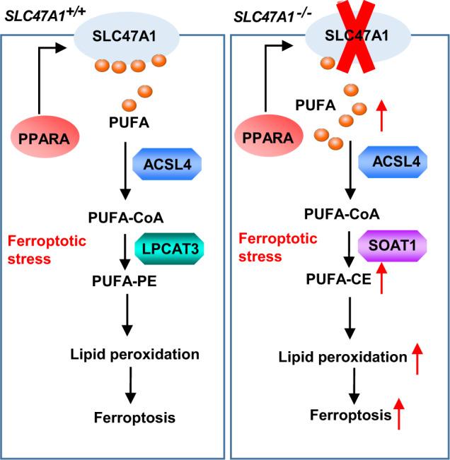 https://cdn.ncbi.nlm.nih.gov/pmc/blobs/e701/9794750/86eaf698b68b/41467_2022_35707_Fig8_HTML.jpg