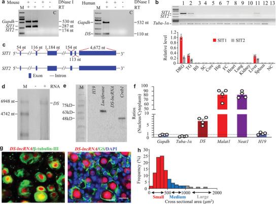 https://cdn.ncbi.nlm.nih.gov/pmc/blobs/e703/8356248/2e9a67e24c1c/ADVS-8-2004515-g001.jpg
