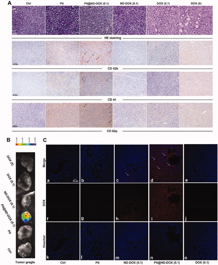 https://cdn.ncbi.nlm.nih.gov/pmc/blobs/e704/8956315/65ce0052bcd0/IDRD_A_2053762_F0006_C.jpg