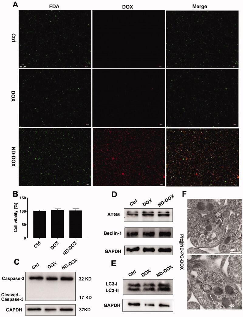https://cdn.ncbi.nlm.nih.gov/pmc/blobs/e704/8956315/a4a7b144ae94/IDRD_A_2053762_F0003_C.jpg