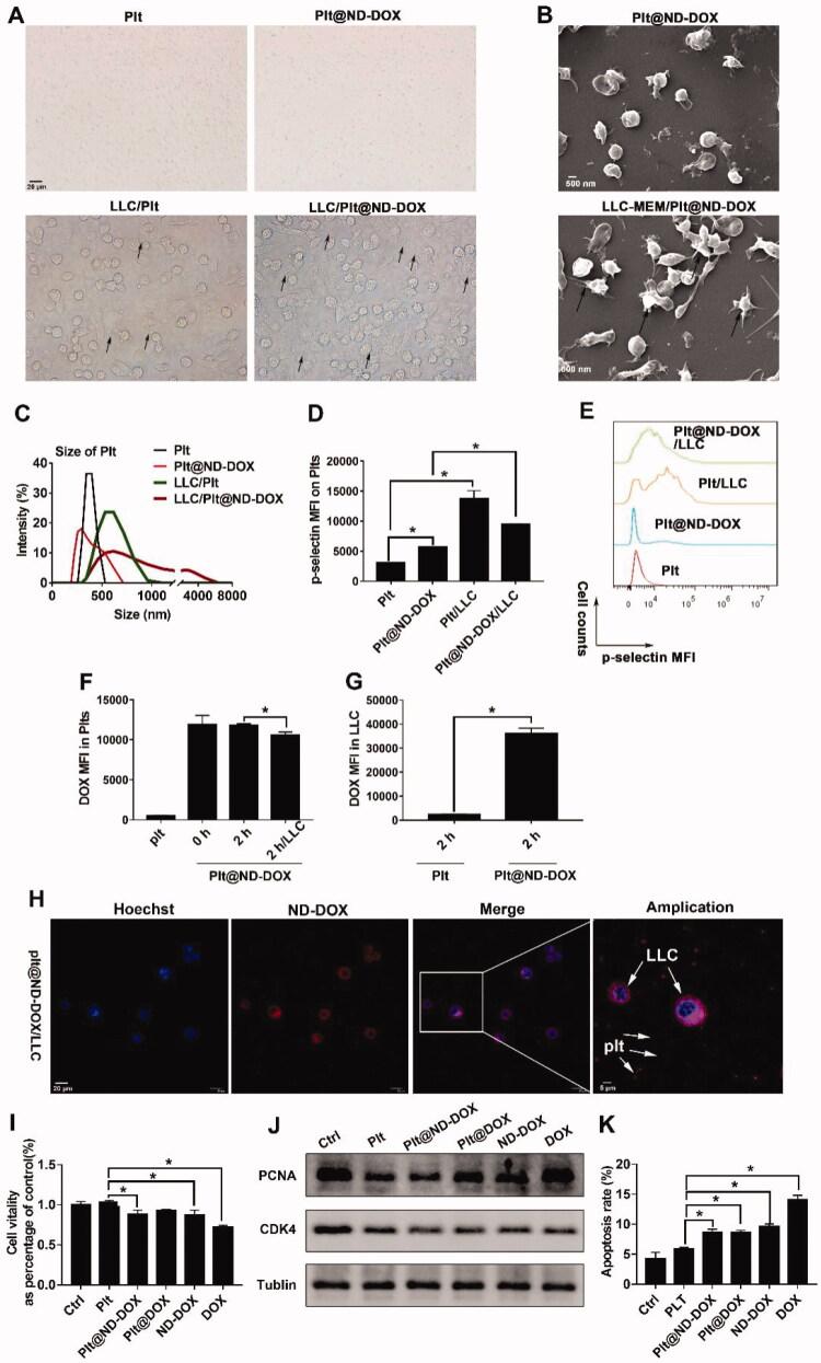 https://cdn.ncbi.nlm.nih.gov/pmc/blobs/e704/8956315/ed8c6685482f/IDRD_A_2053762_F0004_C.jpg
