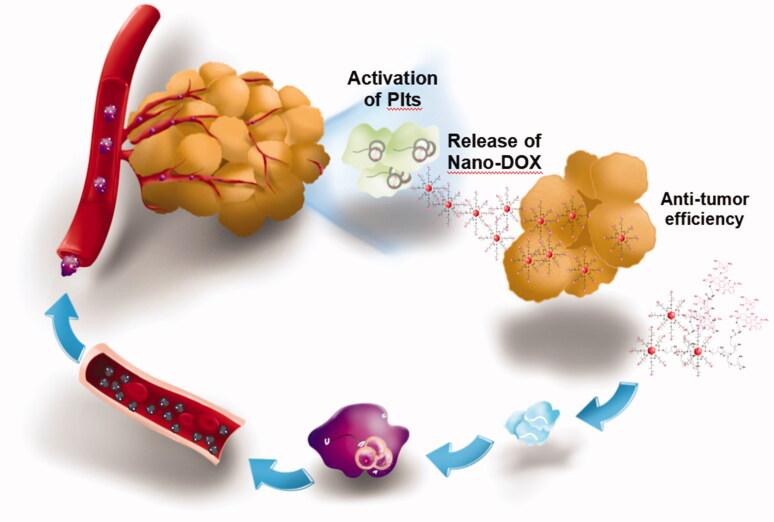 https://cdn.ncbi.nlm.nih.gov/pmc/blobs/e704/8956315/ee2e616ed9a9/IDRD_A_2053762_F0009_C.jpg