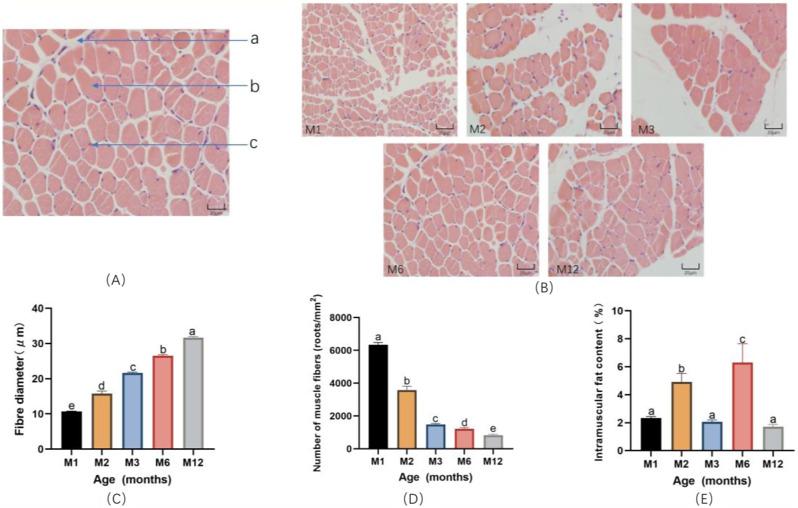 https://cdn.ncbi.nlm.nih.gov/pmc/blobs/e70b/11167792/611487c2c136/12864_2024_10486_Fig1_HTML.jpg