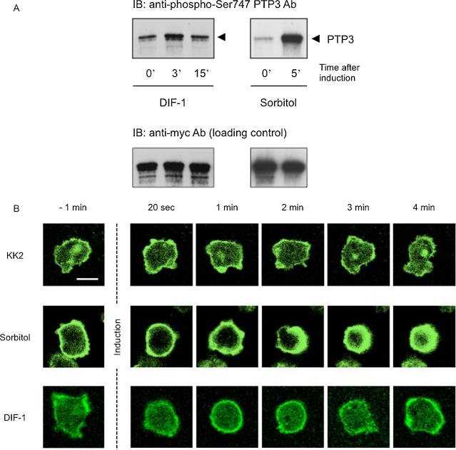https://cdn.ncbi.nlm.nih.gov/pmc/blobs/e70b/3315007/225a79b368ad/gr1ab.jpg