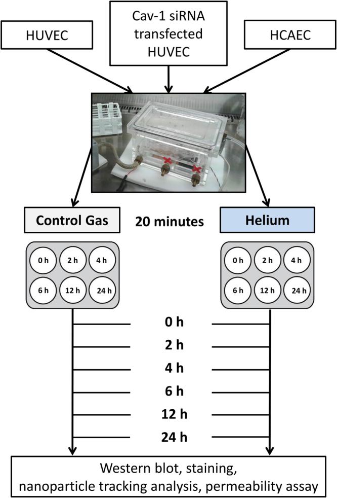 https://cdn.ncbi.nlm.nih.gov/pmc/blobs/e70c/5859123/1234cc367586/41598_2018_23030_Fig8_HTML.jpg