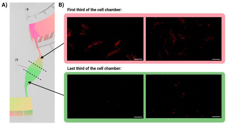 https://cdn.ncbi.nlm.nih.gov/pmc/blobs/e70e/11352947/15960970c0ed/biosensors-14-00401-g005.jpg