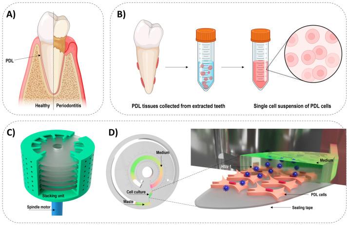 https://cdn.ncbi.nlm.nih.gov/pmc/blobs/e70e/11352947/bb8426581ec8/biosensors-14-00401-g001.jpg