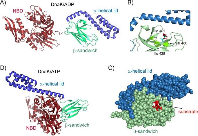 https://cdn.ncbi.nlm.nih.gov/pmc/blobs/e70e/5819949/702f6c47d94f/elife-32764-fig1.jpg