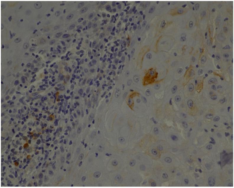 https://cdn.ncbi.nlm.nih.gov/pmc/blobs/e70f/7141524/ca2fc32b8d33/jcm-09-00867-g004.jpg